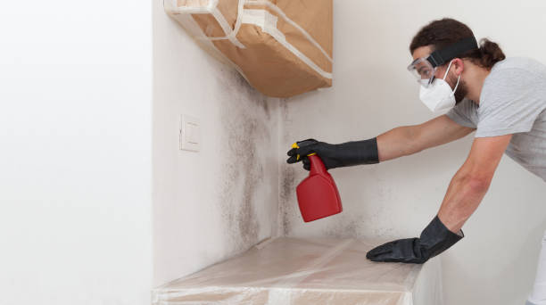 Professional Bathroom Mold Removal technician working in Needham Heights, MA